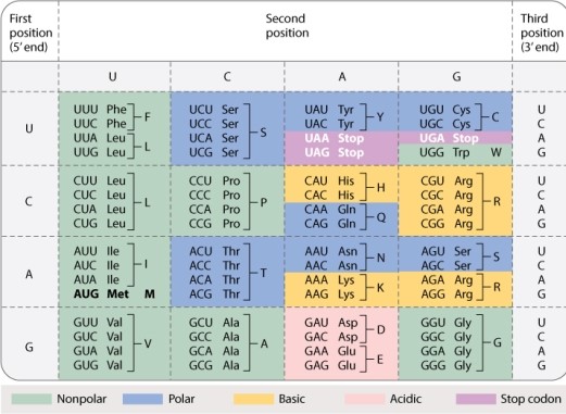 <strong>Consider the tryptophan codon 5<font face=symbol></font>-UGG-3<font face=symbol></font> in the standard genetic code (Table 4.1, shown below). Can a single base change in this codon create a synonymous mutation? Can a single base change in this codon create a nonsense codon? </strong> A)yes; yes B)yes; no C)no; yes D)no; no
