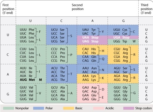 <strong>In the standard genetic code (Table 4.1, shown below), how many amino acids have codons that allow synonymous mutations in the second position? </strong> A)0 B)2 C)8 D)16 E)20