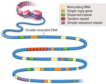 <strong>Figure 13.3 below provides examples of various types of sequences that can be found in a segment of double-stranded DNA. Which one of the following is MOST likely to be protein-coding? </strong> A)noncoding RNA B)single-copy gene C)dispersed repeat D)tandem repeat E)simple-sequence repeat