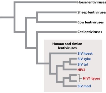 <strong>According to the phylogenetic tree showing evolutionary relationships among viruses in Figure 13.6 below, which one of the following is MOST closely related to the human lentivirus HIV2? </strong> A)a horse lentivirus B)human lentivirus HIV1 C)a cow lentivirus D)a simian lentivirus E)a cat lentivirus