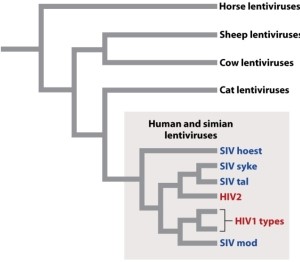 <strong>Why does Figure 13.6 (below) suggest that human HIV came from chimpanzees at least twice? </strong> A)Because not all human HIVs are clustered together in the tree. B)Because they are both more evolved than cat viruses. C)Because they all share one common ancestor. D)Because horse viruses are more distantly related.