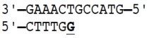 Incorrect nucleotides are sometimes incorporated into DNA during the process of replication. In the sequences shown here, the template strand is shown on top and the replicating daughter strand at the bottom. The nucleotide shown in bold is incorrect in that its base does not undergo pairing with the base in the template strand. In the situation shown in (A) the proofreading function of DNA polymerase removes the incorrect nucleotide from the daughter strand and replaces it with the correct one, but in situation (B) the polymerase has moved on and the incorrect nucleotide cannot be repaired. Can you explain why the error in situation (B) cannot be fixed by DNA polymerase? (A) (B)