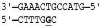 Incorrect nucleotides are sometimes incorporated into DNA during the process of replication. In the sequences shown here, the template strand is shown on top and the replicating daughter strand at the bottom. The nucleotide shown in bold is incorrect in that its base does not undergo pairing with the base in the template strand. In the situation shown in (A) the proofreading function of DNA polymerase removes the incorrect nucleotide from the daughter strand and replaces it with the correct one, but in situation (B) the polymerase has moved on and the incorrect nucleotide cannot be repaired. Can you explain why the error in situation (B) cannot be fixed by DNA polymerase? (A) (B)