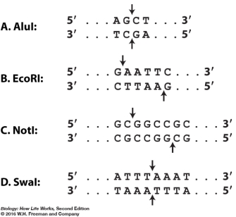 You are interested in cloning a fragment from the genome of an organism where the G+C content of the sequence is 50%. The gene you wish to study is 2 kb (kilobase, each kb is 1000 bases) in length and does not include cleavage sites for any of the restriction enzymes below. For convenience in later experimental procedures, you want the average size of the fragments produced by the restriction enzyme to be approximately 4 kb. Which of the following restriction enzyme(s) would you choose to digest your genomic DNA?  