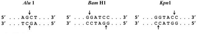 Consider the restriction enzymes below. What type of DNA ends would they produce (5' overhangs, 3<font face=symbol></font> overhangs, or no overhangs)?  