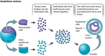 Suppose that frog embryos are genetically manipulated so that the epidermal cells expressed both E-cadherin and N-cadherin on their cell surface. The neuronal tissue and epidermal tissues are collected from the embryos and treated as illustrated in Figure 10.12b. Which of the following would you predict would happen now that N-cadherin is also present on the surface of the epidermal cells?  