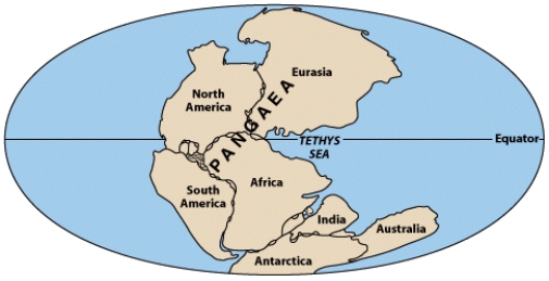 <strong>In the diagram below,which two are the best examples of the puzzle-piece argument? </strong> A)North America - South America B)North America - Africa C)South America - Eurasia D)Eurasia - Africa E)South America - Africa