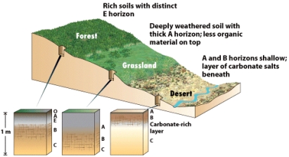 By looking at the figure below,why do forests have a larger O-layer than grasslands and deserts?