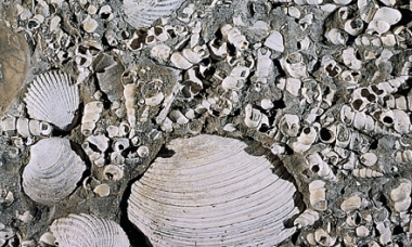 <strong>The figure below shows what type of sedimentary rock? </strong> A)clastic B)biogenic C)chemical D)evaporitic E)none of the above