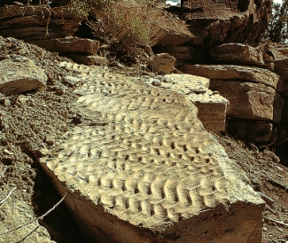 <strong>_____ is the type of sedimentary structure in the figure below. </strong> A)ripple marks B)mud cracks C)footprints D)cross beds E)banded iron formation