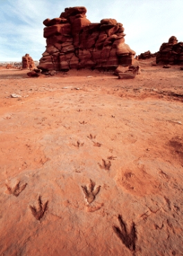 <strong>The figure below shows a good example of which type of sedimentary structure? </strong> A)ripple marks B)mud cracks C)footprints D)cross beds E)banded iron formation