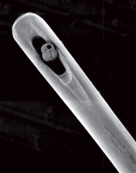 The figure below shows an example of a _____ sediment deposit.
