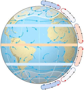 The Northeast and Southeast _____ Winds in the global pattern as shown,generally blow east-to-west,above and below the Equatorial low pressure zone.
