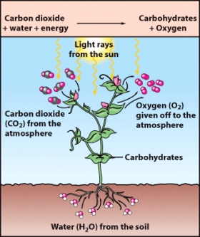 <strong>Molecular oxygen in the atmosphere originated mostly from plants,as shown below,as a by-product of _____.  </strong> A)volcanic gases B)photosynthesis C)forest fires D)meteorite impacts E)mammal life <div style=padding-top: 35px> 