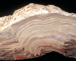 Stromatolites,as seen in cross section below,are formed by _____.