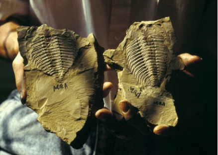 <strong>The characteristic animals of the Cambrian Period,as shown below,which left some of the oldest skeletal fossils,were _____.  </strong> A)insects B)trilobites C)worms D)dinosaurs E)sponges <div style=padding-top: 35px> 