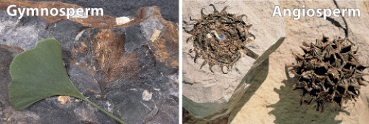 <strong>The basic difference between gymnosperm and angiosperm plants (as shown below),is the development of _____in the latter.  </strong> A)flowers B)pollen C)seeds D)insects E)leave <div style=padding-top: 35px> 