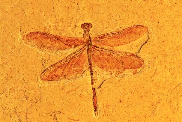 Flying insects,such as this dragonfly,were abundant by the _____ Period.  <div style=padding-top: 35px> 