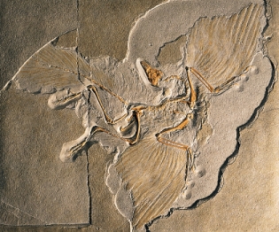 The oldest known bird,illustrated below,featuring many dinosaur characteristics,is called _____.  <div style=padding-top: 35px> 
