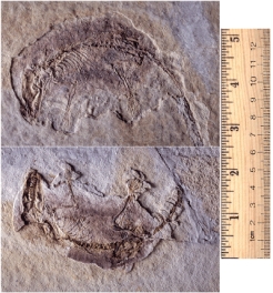 A shrew-sized 125-million-year-old mammal from China,seen below,is the oldest-known _____ mammal.