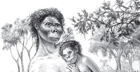 The fossil called Lucy, as reconstructed below,is a specimen of the early hominid genus _____.  <div style=padding-top: 35px> 