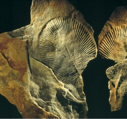 What were the oldest multicellular fossils,such as the Dickinsoniashown below,and where were they found?  <div style=padding-top: 35px> 