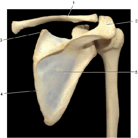 <strong> In the above posterior view of the right shoulder girdle,number 5 indicates what bony landmark of the scapula?</strong> A)subscapular fossa B)supraspinous fossa C)glenoid fossa D)infraspinous fossa