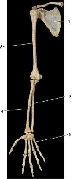 <strong> In the above anterior view of the right upper extremity,number 1 indicates what bone?</strong> A)scapula B)clavicle C)ilium D)sternum