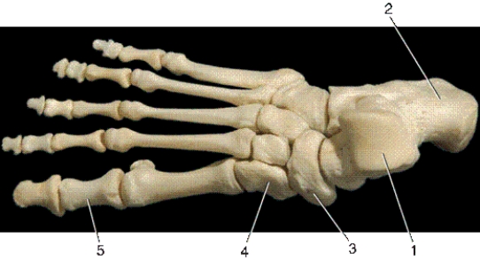 -In the above dorsal view of the right foot,number 2 indicates what bone?