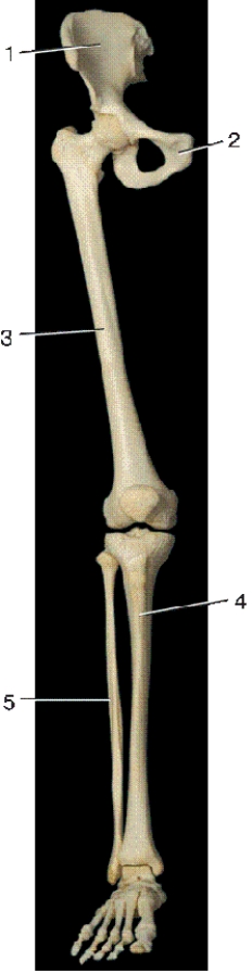 -In the above anterior view of the right lower extremity,number 5 indicates what bone?