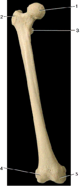-In the above anterior view of the right femur,number 2 indicates what bony landmark?