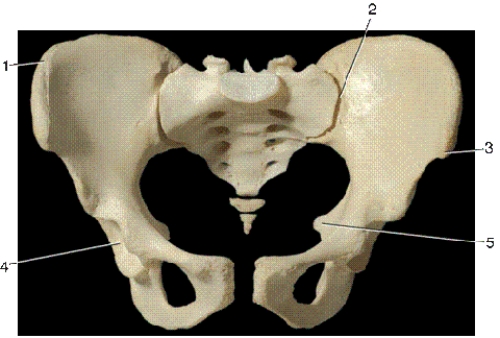 -In the above anterior view of the pelvis,number 4 indicates what bony landmark?