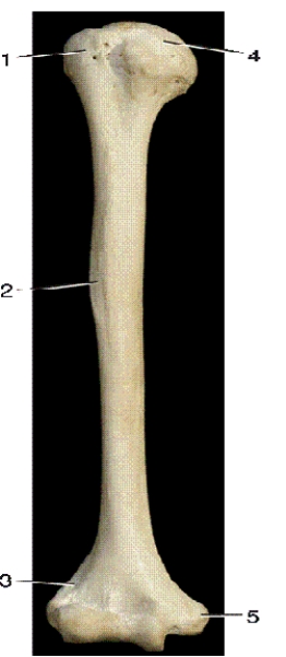 -In the above anterior view of the right humerus,number 3 indicates what bony landmark?