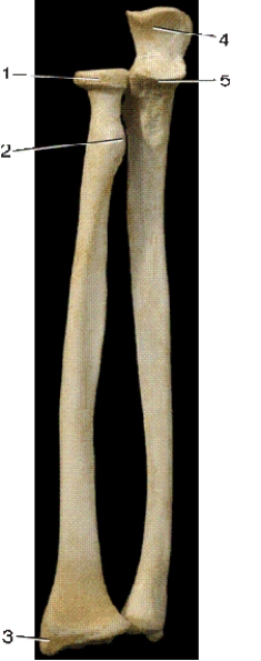 -In the above anterior view of the right forearm bones,number 3 indicates what bony landmark?
