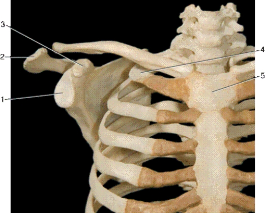-In the above anterior view of the thorax,number 3 indicates what bony landmark?