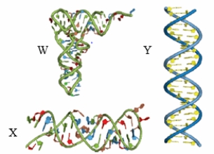 <strong>The structures seen below would MOST likely be formed by: </strong> A) W: RNA / X: RNA / Y: DNA B) W: RNA / X: DNA / Y: DNA C) W: DNA / X: DNA / Y: RNA D) W: DNA / X: RNA / Y: RNA E) W: RNA / X: RNA / Y: RNA
