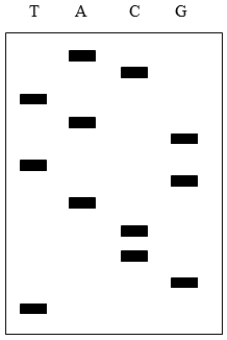 <strong>The image below shows a DNA sequencing gel using the Sanger method. The top of the gel is the anode and the bottom is the cathode. What is the sequence of the template DNA? </strong> A) 5' ACTAGTGACCGT 3' B) 5'TGCCAGTGATCA 3' C) 5' ACGGTCACTAGT 3' D) 5' TGATCACTGGCA 3' E) It cannot be determined from this information.