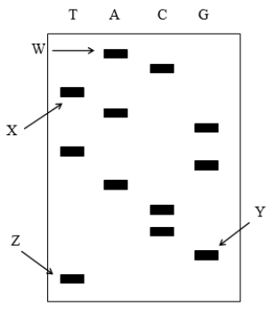 <strong>The image below shows a DNA sequencing gel using the Sanger method. The top of the gel is the anode and the bottom is the cathode. Which band represents the shortest and longest fragments of DNA? </strong> A) shortest = Z, longest = W B) shortest = X, longest = Z C) shortest = W, longest = Y D) shortest = Y, longest = X E) shortest = W, longest = Z