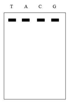 <strong>The image below shows a Sanger DNA sequencing gel where one ingredient was left out of all sequencing reactions. The top of the gel is the anode and the bottom of the gel is the cathode. The gel was turned on and ran correctly. What is the MOST likely missing ingredient? </strong> A) dNTPs B) ddNTPs C) radioactive DNA primer D) DNA polymerase E) template DNA