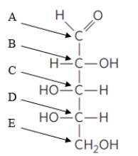 <strong>Which arrow CORRECTLY identifies the atom that will become the anomeric carbon? </strong> A) A B) B C) C D) D E) E