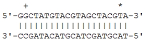 Consider the following small hypothetical gene. The DNA bases corresponding to the first and last mRNA nucleotides are indicated by a + and a *, respectively. Give the sequence(s) of the mRNA strand(s) produced by this gene.