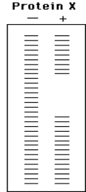 The DNA molecule below is believed to contain a binding site for protein X. It is labeled at the 5' end of the top strand (*), then subjected to a footprinting experiment. In the idealized gel below, there is a band for every base of the labeled strand. On the DNA sequence, point out the binding site for protein X. *(5')GGATTCTAATAAAGTAACGCGTTACGACTTGG CCTAAGATTATTTCATTGCGCAATGCTGAACC [