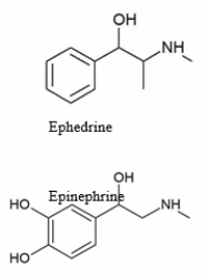 <strong>Polar molecules cannot easily pass through the cell membrane, but hydrophobic molecules can easily pass through the membrane. The two molecules shown in the diagram both have effects that include raising blood pressure. Comparing two molecules to the right, which statement is TRUE?  </strong> A) Ephedrine can more easily pass through the cell membrane than epinephrine. B) Epinephrine can more easily pass through the cell membrane than ephedrine. C) Both epinephrine and ephedrine can pass through the cell membrane equally well. D) Neither epinephrine nor ephedrine can pass through the cell membrane. E) None of the statements is true. <div style=padding-top: 35px> 
