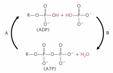 <strong>What is the CORRECT terminology for reactions A and B in the diagram?  </strong> A) A = hydrolysis, B = condensation B) A = condensation, B = hydrolysis C) A = dehydrolysis, B = condensation D) A = phosphorylation, B = phosphatase E) A = metabolism, B = catabolism <div style=padding-top: 35px> 