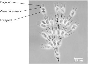 Use the following information to answer the questions below. Golden algae are a group of photosynthetic protists whose colour is due to carotenoid pigments: yellow and brown. A group of students was given a significant sample of golden algae (Dinobryon); this algae is colonial and has flagella. Their instructions for the project were to design two or more experiments that could be done with these organisms.    -The students plan to gather data from the project. Which of the following would be the best way to present what they gather from experimental groups as opposed to controls?