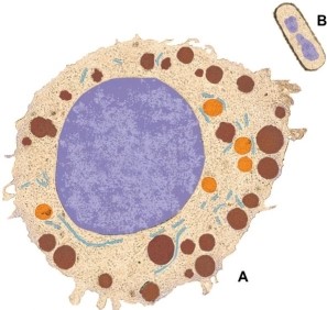 Use the following information to answer the questions below.    -The two cells pictured above have the following in common: