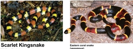 There are several possible explanations for why these two snakes have similar colouration. Field studies in the Carolinas have shown support for which of the following explanations?