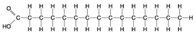 -Which of the following statements is true regarding the molecule illustrated in the figure above?