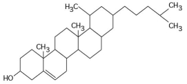   -What is the structure shown in the figure above?