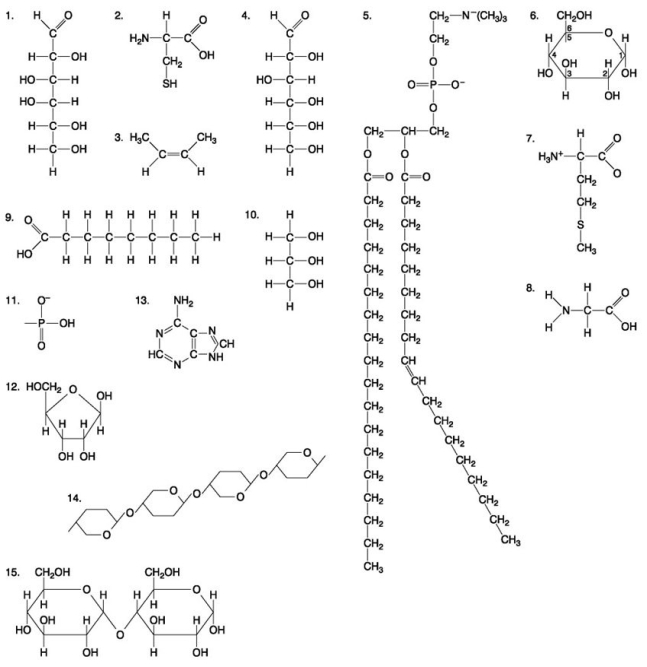 The following questions are based on the 15 molecules illustrated in the figure below. Each molecule may be used once, more than once, or not at all. -Which of the following molecules could be joined together by a peptide bond as a result of a dehydration reaction?